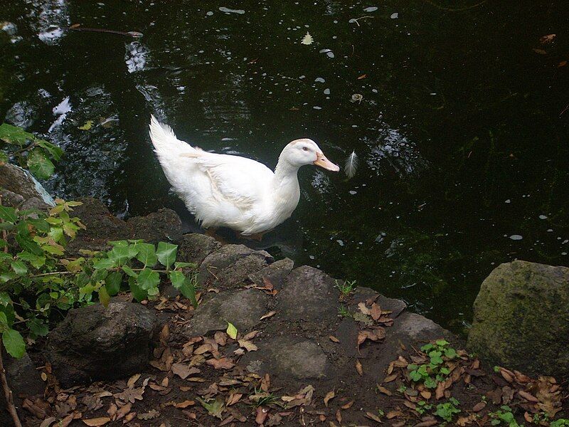 File:Duck near pond.jpg