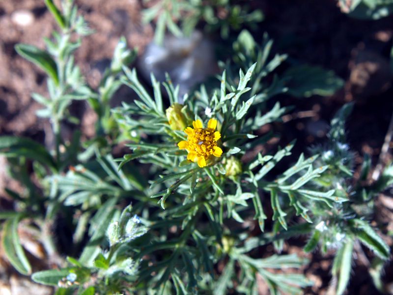 File:Dyssodia papposa NPS-2.jpg