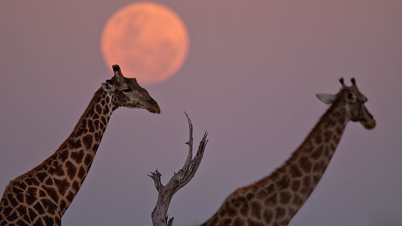 File:Earth-Touch Giraffe Moon.jpg