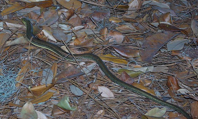 File:Easternglass lizard.JPG