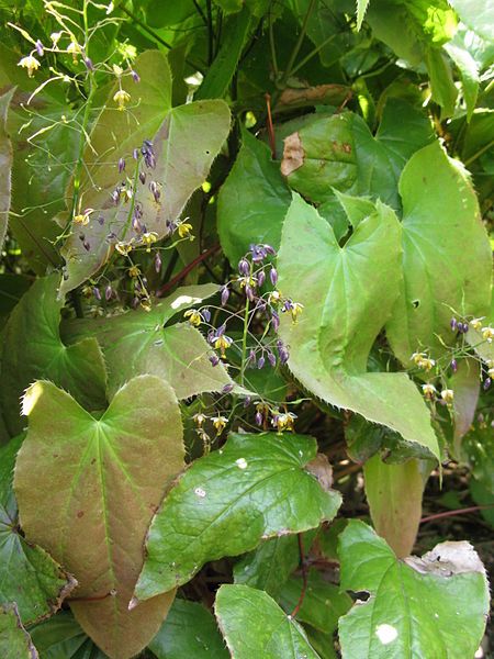 File:Epimedium sagittatum 1.JPG