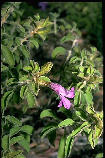 File:Eremophila ovata.jpg