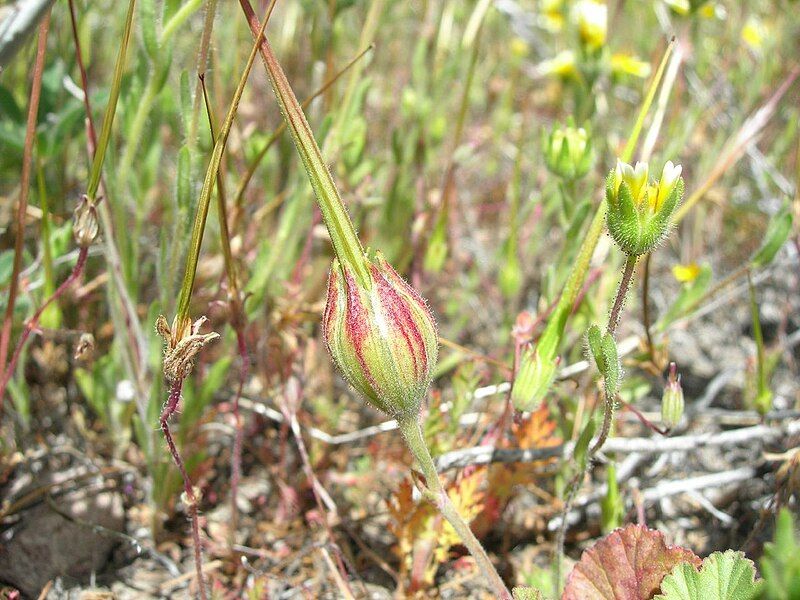 File:Erodiummacrophyllum.jpg