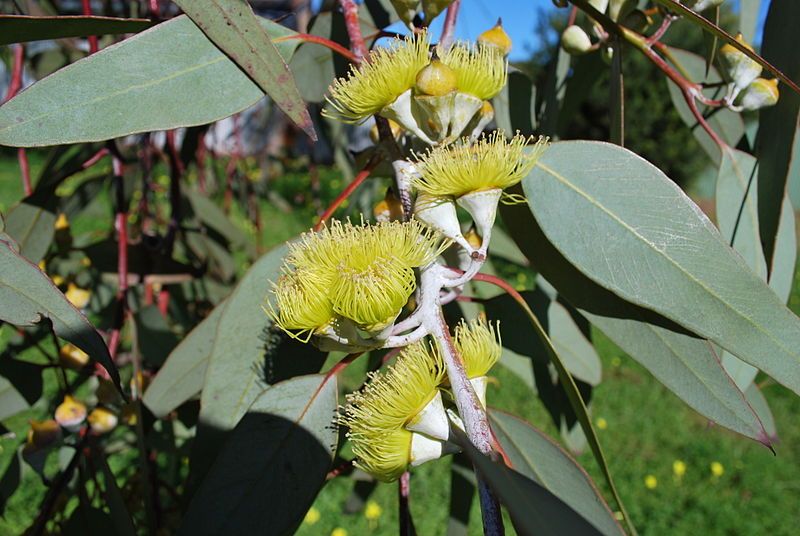 File:Eucalyptus woodwardii (1).jpg