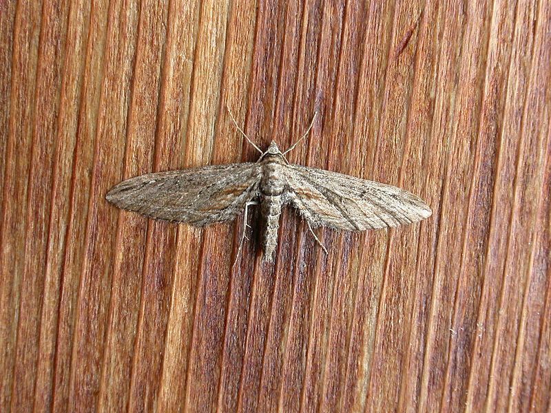 File:Eupithecia acutipennis1.jpg