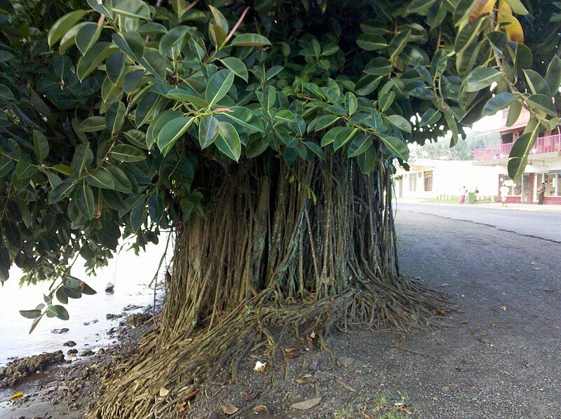 File:Ficus elastica.jpg