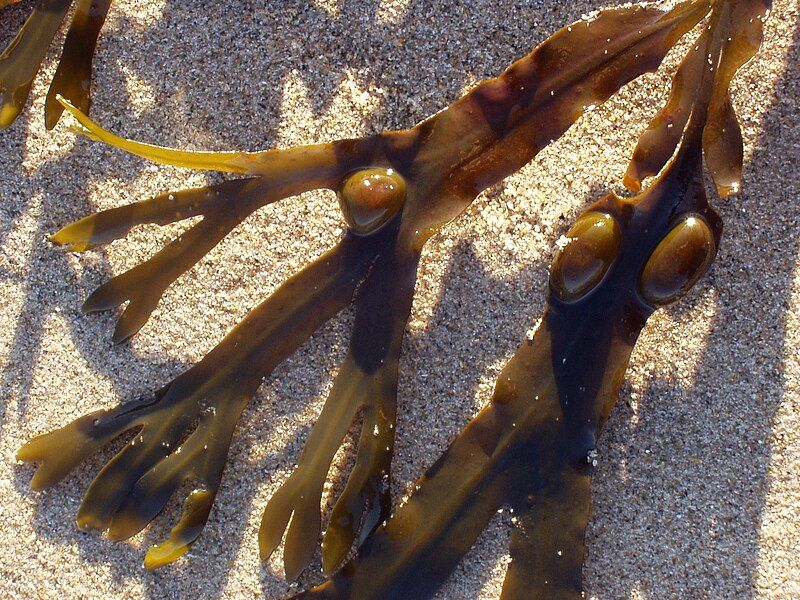 File:Fucus vesiculosus closeup.jpg