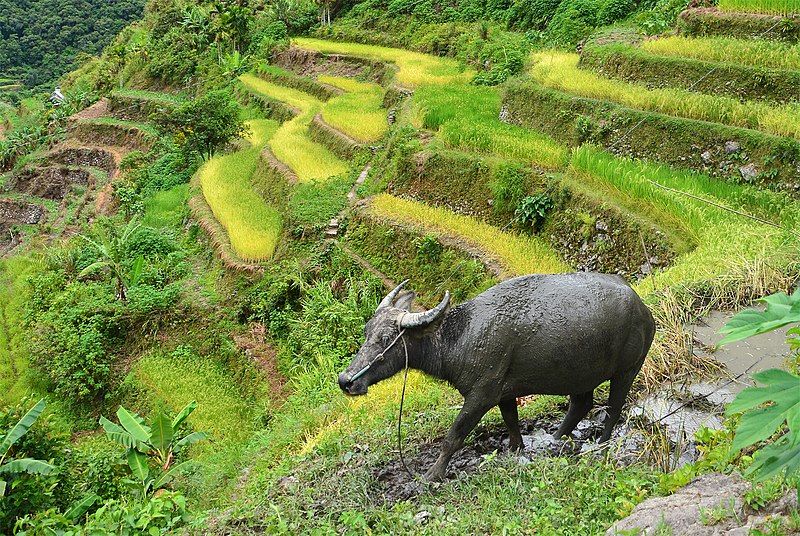 File:GLIMPSE OF BATAD.jpg