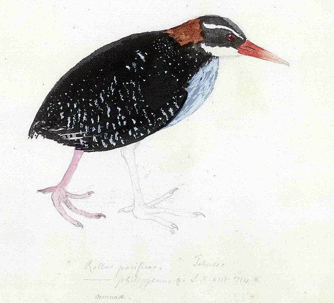 File:Gallirallus pacificus.jpg