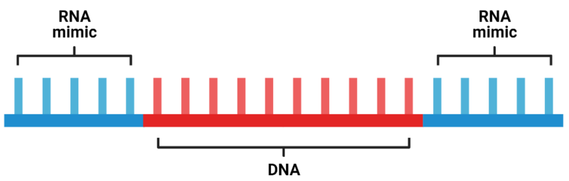 File:Gapmer molecular structure.png