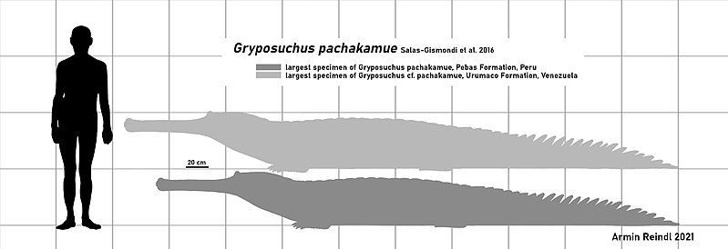 File:Gryposuchus pachakamue.jpg