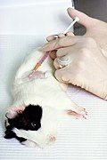 Guinea pig injection