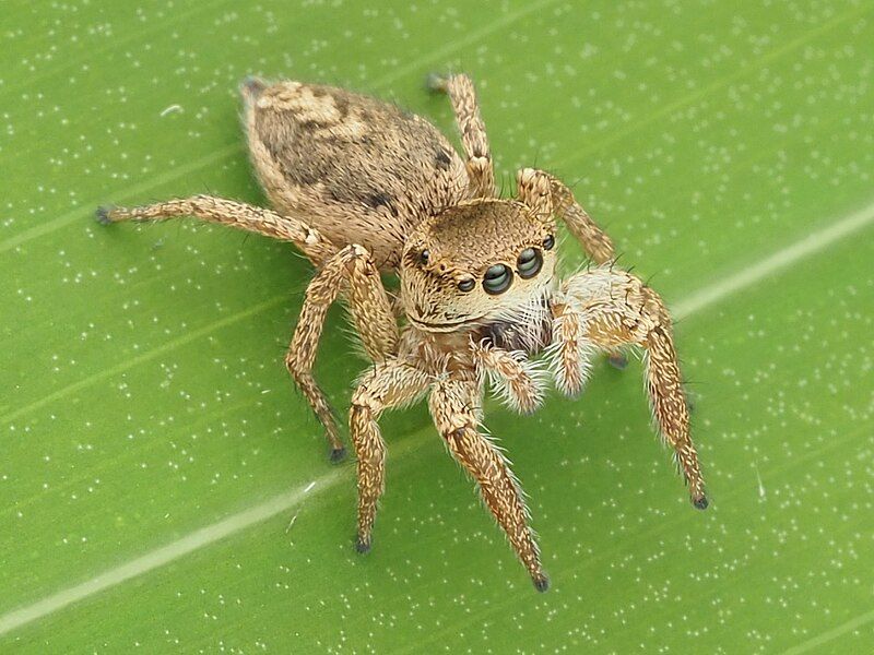 File:Habronattus mexicanus 142392302.jpg