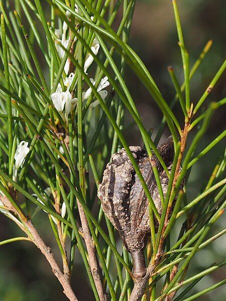 File:Hakea ochroptera fruit.jpg