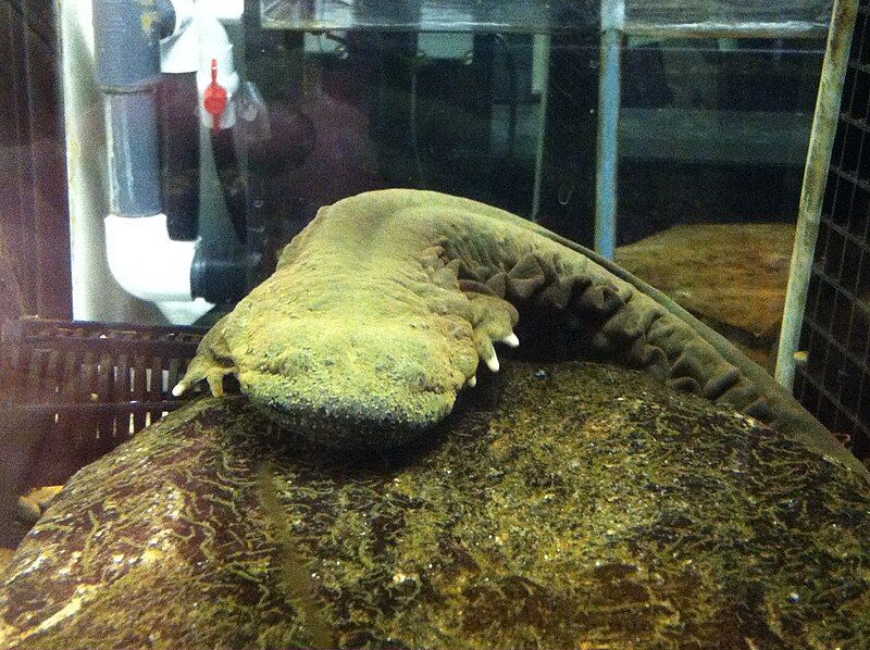 File:Hellbender Salamander.JPG