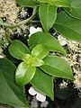 Hydrangea anomala subsp. petiolaris