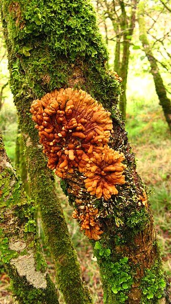 File:Hypocreopsis rhododendri 2.jpg