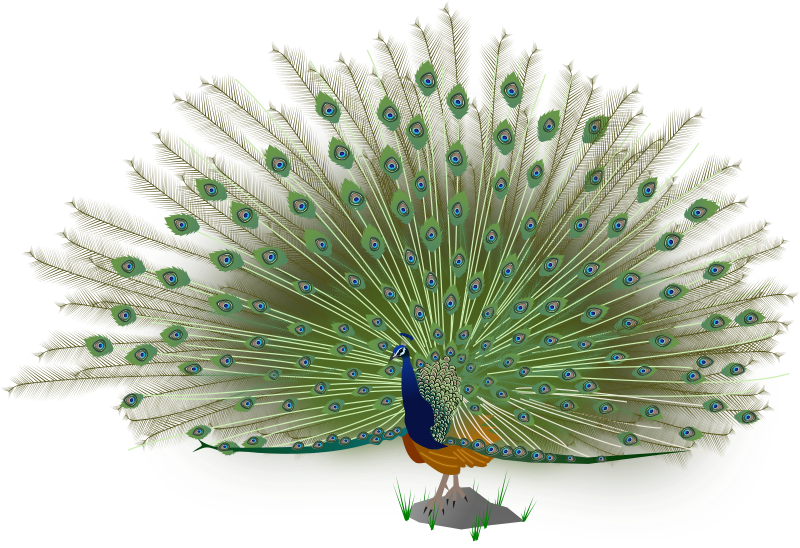 File:Indian Peafowl-male.svg