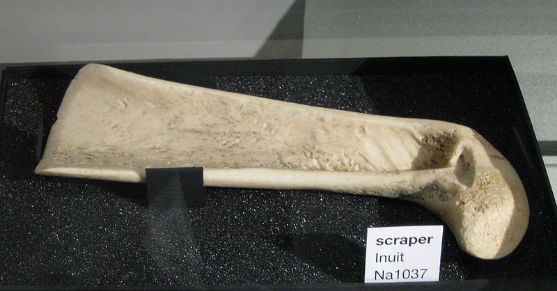 File:Inuit scraper (UBC-2010a).jpg