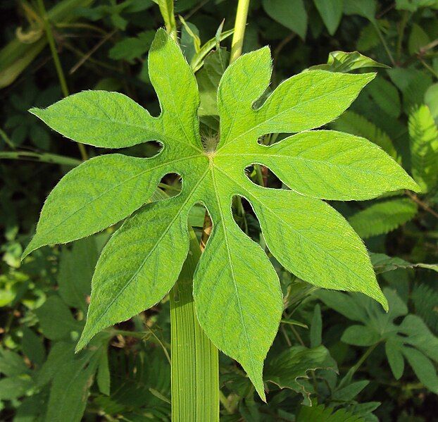 File:Ipomoea pes-tigridis 01.JPG