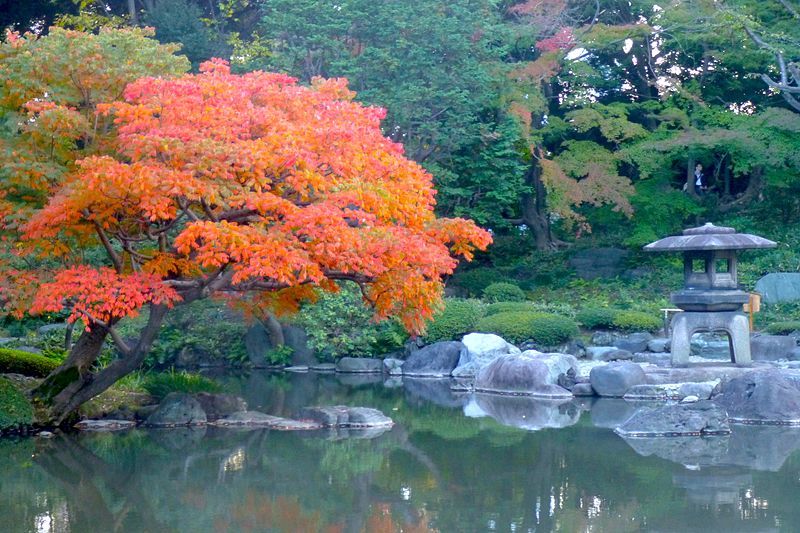 File:Kyufurukawagardens-fallfoilage-nov9-2012.jpg