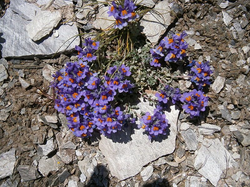 File:Linaria alpina004.jpg