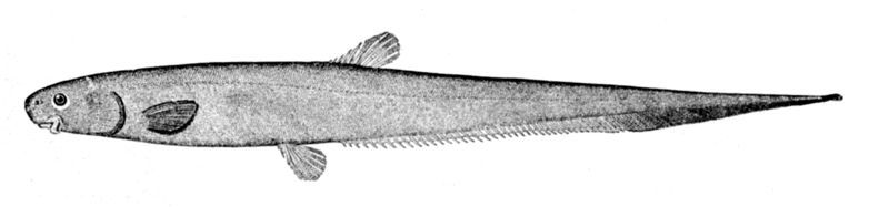 File:Lipogenys gillii.jpg