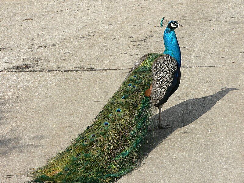 File:MP-Pavo cristatus 30.jpg