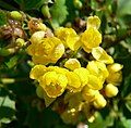 Mahonia dictyota