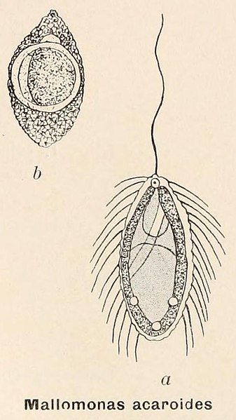 File:Mallomonas acaroides.jpg