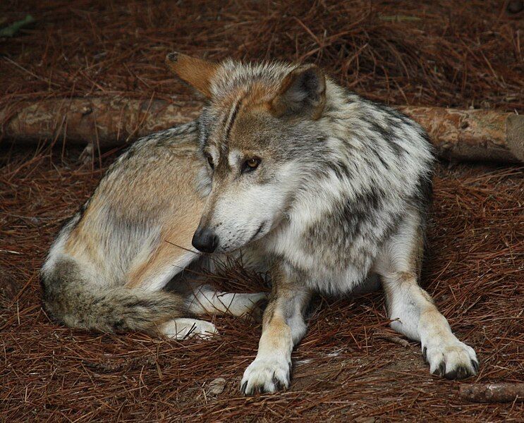 File:Mexican Wolf 001.jpg