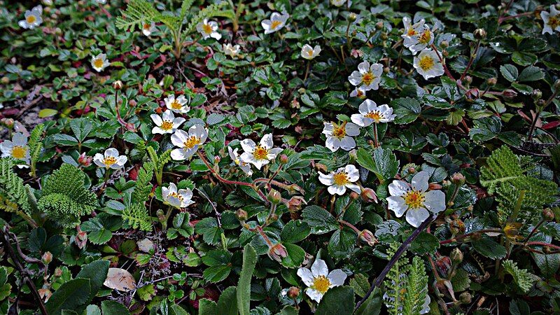 File:N20150408-0025—Fragaria chiloensis—RPBG (16921706580).jpg