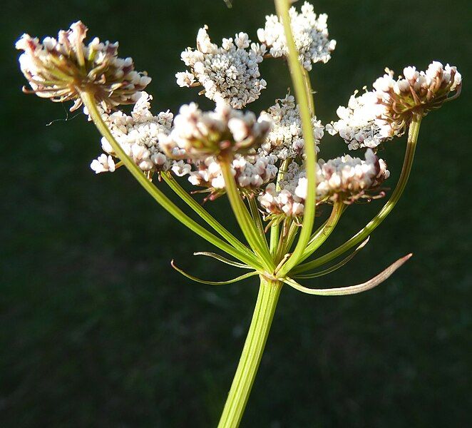 File:Oenanthe lachenalii bracts.jpg