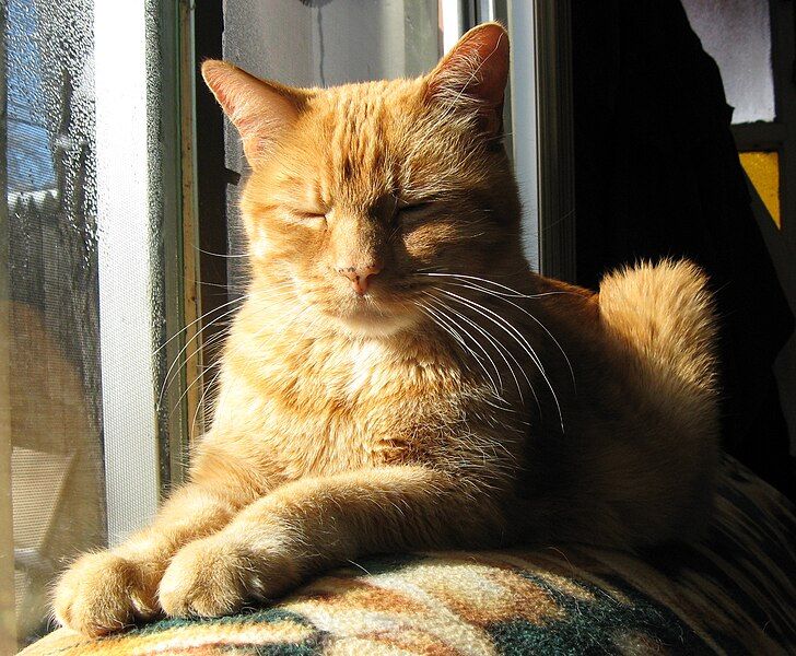 File:Orange-tabby-cat-sun.jpg