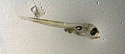 Pacific cod larva