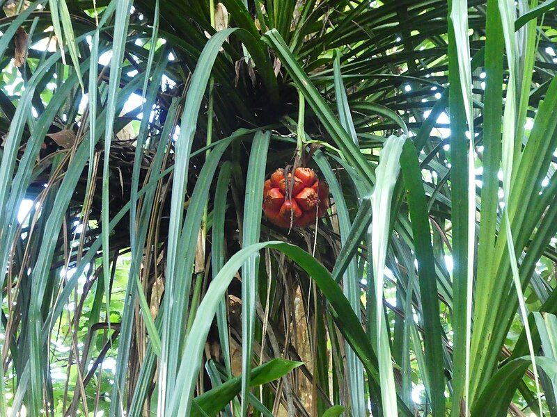 File:Pandanus-conicus-SF24358-01.jpg