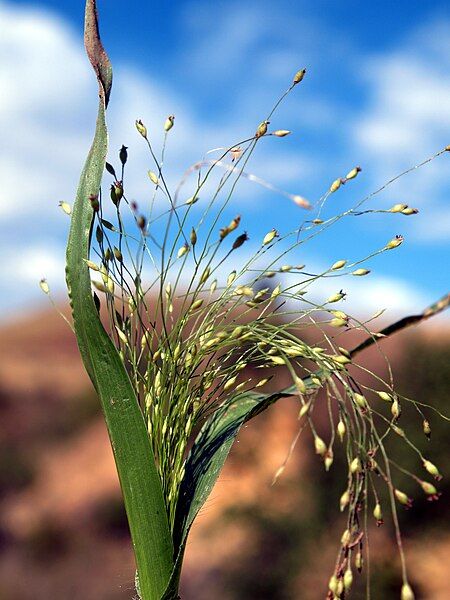 File:Panicum capillare NPS-1.jpg