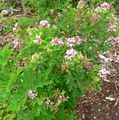 Pelargonium graveolens