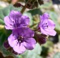 Phacelia calthifolia