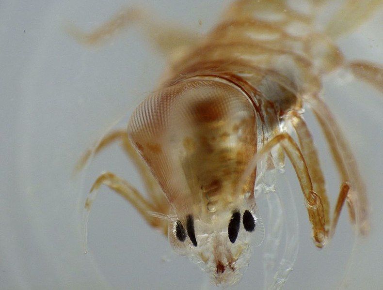 File:Phronima sedentaria eyes.jpg