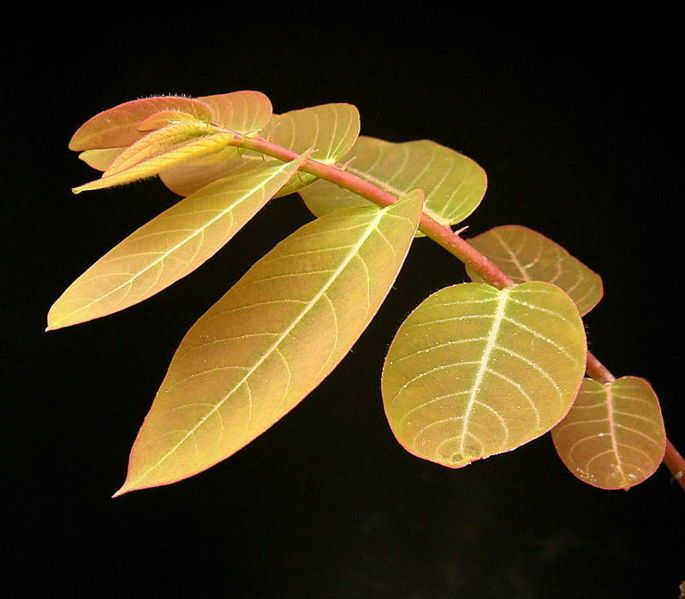 File:Phyllanthus mirabilis5 ies.jpg