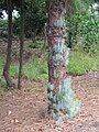 Pinus canariensis sprouts on the bark