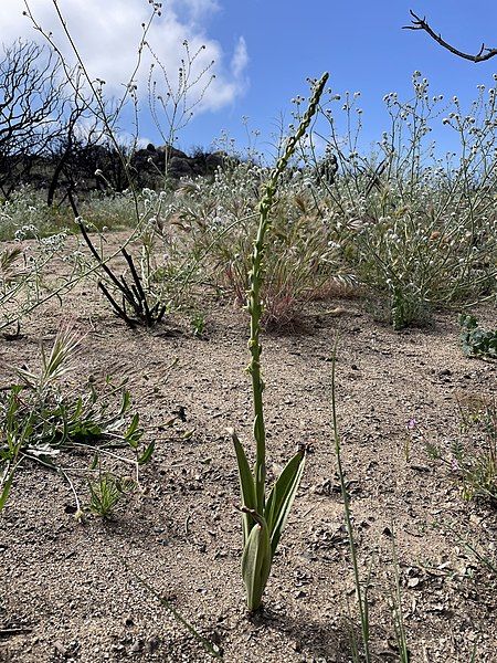 File:Platanthera Cooperi.jpg