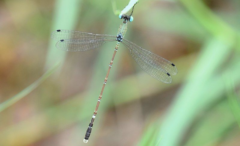 File:Platylestes platystylus Male.jpg