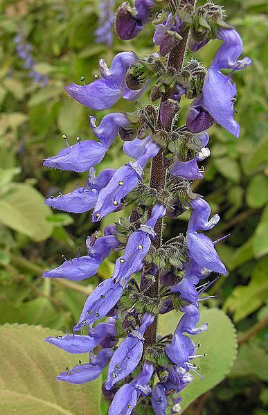 File:Plectranthus barbatus (26409949835).jpg