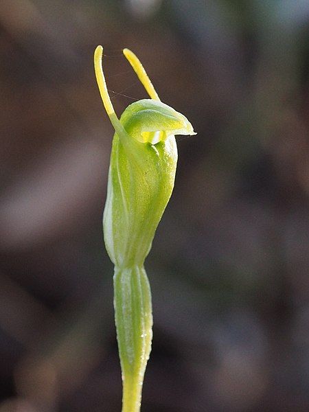 File:Pterostylis glebosa.jpg