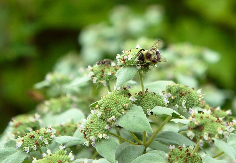 File:Pycnanthemum muticum 2.jpg