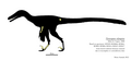 Pyroraptor olympius skeletal as an unenlagiine