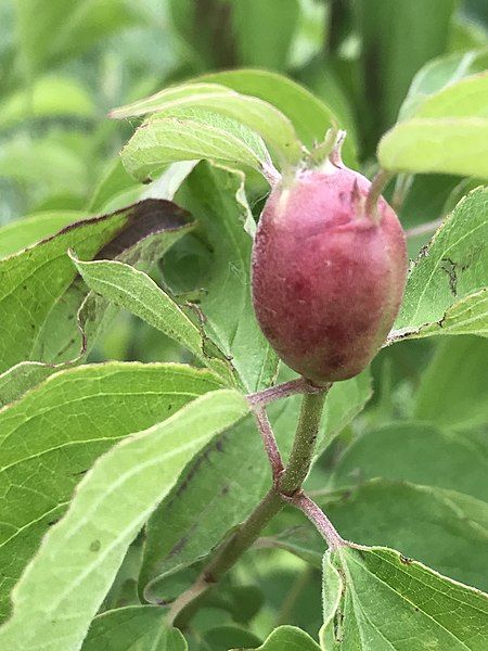 File:Resseliella clavula gall.jpg