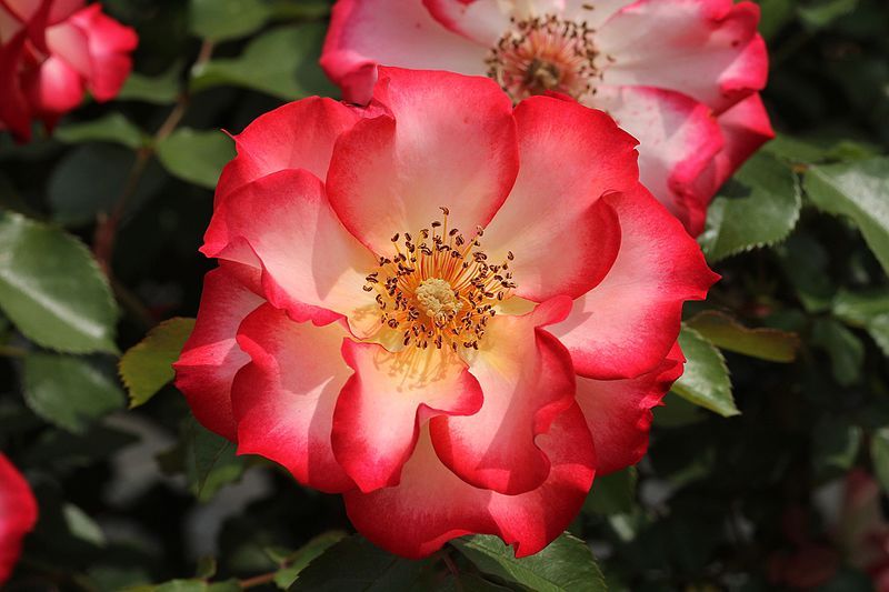 File:Rosa'Betty Boop'.JPG